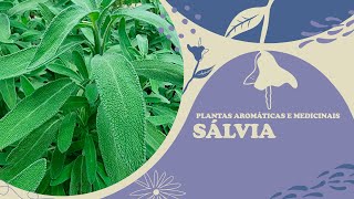 Serie Plantas Medicinais e Aromáticas  Salvia [upl. by Ylremik]