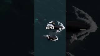 3 facts about Orca Whales [upl. by Gurias]