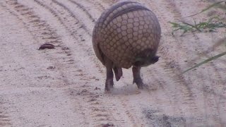 Tatu virando bola Armadillo rolls into a ball  In the wild Brazil [upl. by Ahsienom]