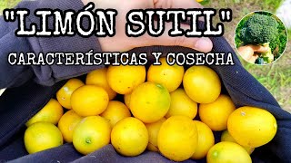 quotLimón sutilquot Gran cosecha de Limoncitos limequat [upl. by Sirmons]