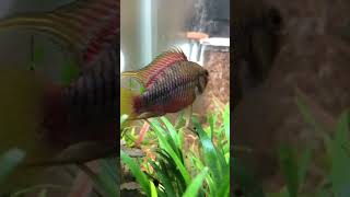 Apistogramma hongsloi aquaristik aquarium aquascape [upl. by Wong794]