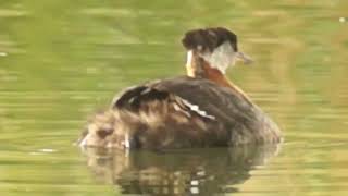 Rednecked Grebe raising chicks [upl. by Dorraj833]