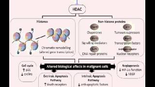 Histone deacetylases and histone deacetylase inhibitors  Video abstract 29965 [upl. by Adrial]