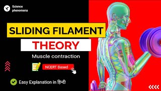 Sliding filament theory of muscle contraction [upl. by Chic]