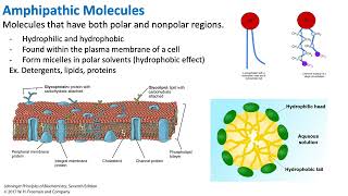 Amphipathic Molecules  Biochemistry [upl. by Sandye931]