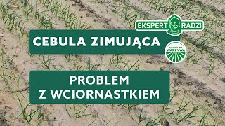 Cebula zimująca  problem z wciornastkiem  Piotr Borczyński [upl. by Alegnatal778]