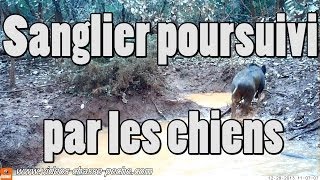 Sanglier poursuivi par les chiens  Bushnell Natureview 119440 [upl. by Lamoree]