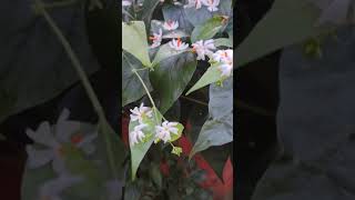 Shiuli phul shiuli phulsongalkayagnikytshortsvideonatureplzlike share ampsubscribeNaturalbeauty [upl. by Terra]