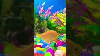 Aquarium Fish Tank New video new shorts youtube [upl. by Akimehs]