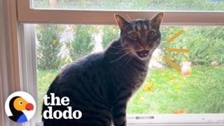 House Cat Spots Two Stray Kittens In His Backyard And Then…  The Dodo [upl. by Hollander]