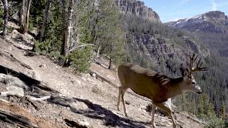 Yellowstone Elk Migration Trail Amazing Camera Trap Highlights [upl. by Disario822]