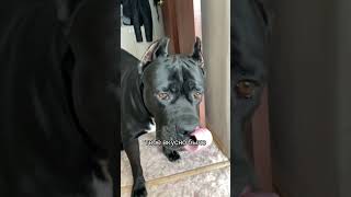 quotCane Corso Care Tips amp Training Guidequotcanecorso dog recommendations recommendations [upl. by Downs]