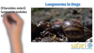 Lungworms in dogs [upl. by Haleemak]