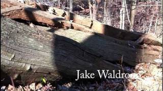 AMERICAN CHESTNUT BLIGHT  Greatest forest loss in history [upl. by Gonzalo]