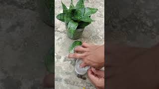 Snake Plant Propagation by Leaf Cuttingsshots [upl. by Polard320]