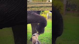 Elephant vs Hyena play game  wildlife Africa safari park wildlife lion animals shorts [upl. by Rann]