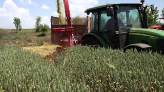 JOHN DEERE 5085M amp FİMAKS BİGDRUM  BUGDAY SİLAJI YAPIMI [upl. by Ravens]