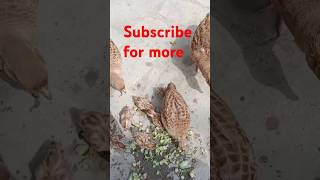 Titer feed iranitetar animals birdslover subscribe for more [upl. by Cleland]