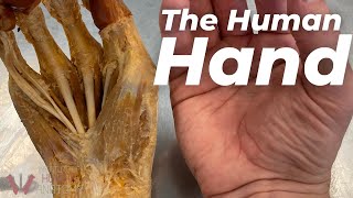 The INSANE Complexity of the Human Hand [upl. by Naimerej]