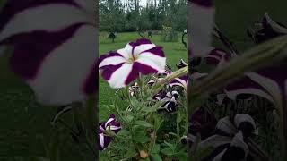 Petunias 🌸🌸 shorts nature flowers garden gardening [upl. by Mcarthur]