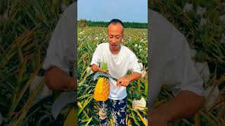 Look at our pineapple farming here Shorts [upl. by Cyrillus]