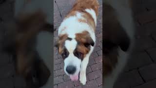 Beemo saintbernard dog gets several driveby pettings on his walk two pets shown here [upl. by Odilia]