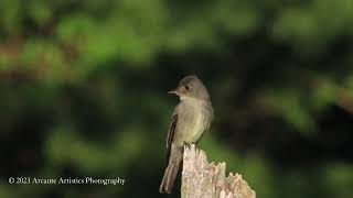 Eastern Wood Pewee [upl. by Duwalt]