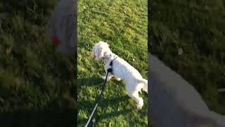 CRUNCHY WALKIE ASMR🍃 funnycavapoo cutecavapoo dogvideo [upl. by Aribold]