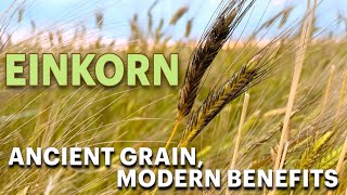 Einkorn Ancient Grain Modern Benefits [upl. by Ailegave]