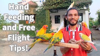 Free Flight Training  Hand Feeding for Parrots  Sun Cheek Conure  AK 47 Bird Trainer [upl. by Romeon746]