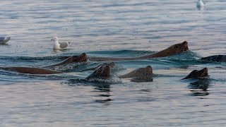 Herring Spawn in Port McNeill BC Video 2 March 26 2023 [upl. by Atirma]