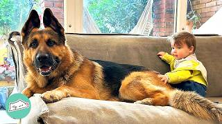 Huge German Shepherd Becomes Nanny for His Baby Brother  Cuddle Buddies [upl. by Niarda]