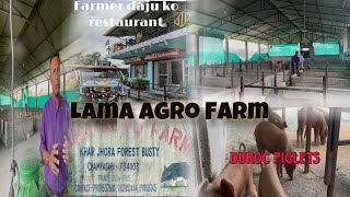 Lama Agro Farmsiliguri milan moregolma stationduroc farm golma piggery [upl. by Saxen]