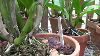 orchidsgrow talk cattleyas and light [upl. by Camila308]