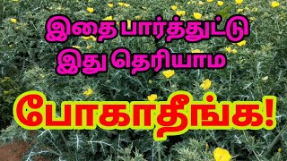 Argemone mexicanaபிரம்ம தண்டுpiramma thanduBramma Thanduஅலசல்Alasal [upl. by Kehr]