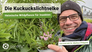 Die Kuckuckslichtnelke eine heimische Wildpflanze für Insekten  ideal für feuchte Standorte [upl. by Oicnevuj579]