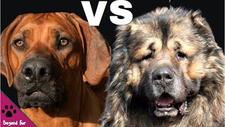 Rhodesian Ridgeback vs Caucasian ShepherdFerocious Fighters [upl. by Akaya]