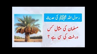 HADEES  Musalman ki misaal kis darakht ki si hai  Hadith Hadees pbuh AskHadith Sunnat pbuh [upl. by Edorej]