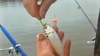 How to Hook Rig Shad and Herring for Striper Fishing EPIC TRICK I HAVE NEVER SHARED BEFORE Simrad [upl. by Naillil]