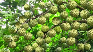 Sitafal ki kheti  सीताफल की खेती  Custard apple farming  Sitafal ki kheti kaise karen  farming [upl. by Yras]