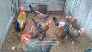 Brown Leghorn Chickens  Best Chicken Breeds For Eggs [upl. by Ramsdell437]