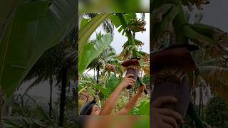 How to Cut flower of lakatan banana bananafarmer cuttingflowers farming bananafarm [upl. by Brit593]