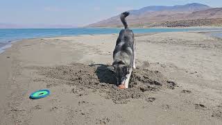 Cute German Shepherd Husky mix enjoying the beach at Pyramid Lake digging a hole for his ball [upl. by Halland]