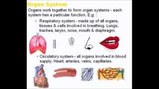 Tissues Organs and Systems  A Level AS Biology Revision [upl. by Rieth736]