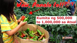 Paano Magtanim ng Atsal  From Seeds to Harvest  Complete Guide [upl. by Karp250]