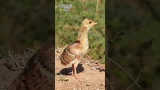 baby Peacock sound birds peacocksound [upl. by Amjan]