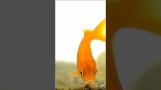 quotGoldfish Sifting Behavior A Unique Way of Choosing Foodquot ocean snailfish fishbiology glofish [upl. by Naltiak]