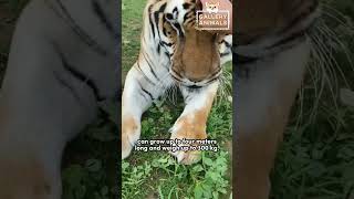 Tiger is the Biggest Cat in the World shorts 🐅 [upl. by Zenobia744]