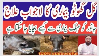 Gal Ghoto Ka lajwab ilajl Hs disease sympotemsl bestgal ghotu disease treatment in cows and bafflo [upl. by Kenelm]