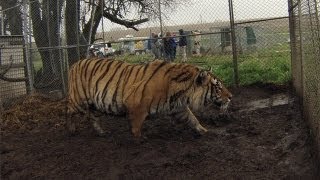 Big Cats and Other Exotic Animals Rescued in Kansas [upl. by Zarihs70]